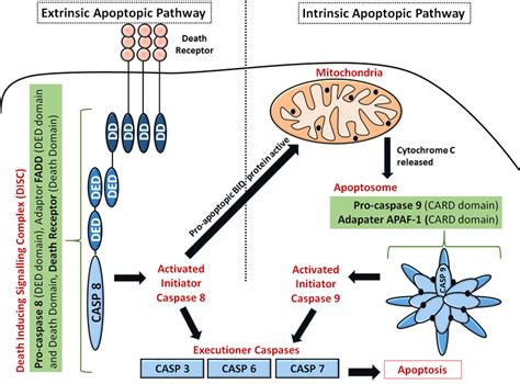 Difference Between Apoptosis And Pyroptosis Apoptosis Vs Pyroptosis