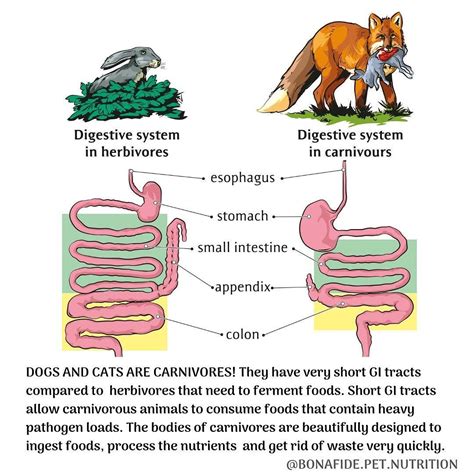 Pin by Bonafide Pet Nutrition on ..::Bonafide Pet Nutrition