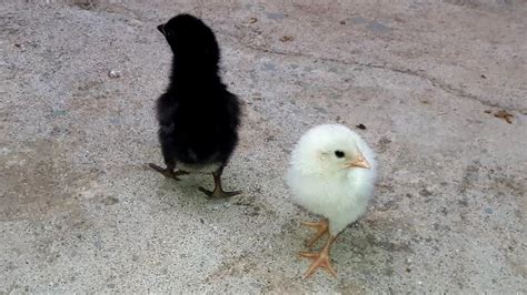 Black And White Baby Chickens