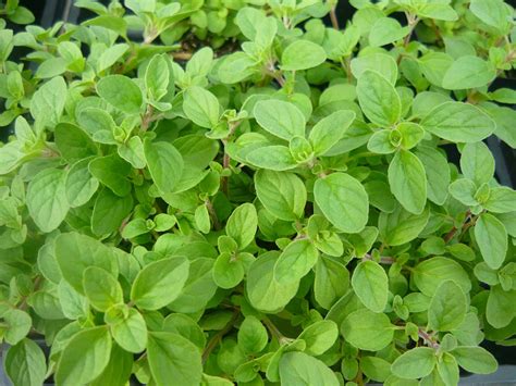 Italian Oregano Live Herb Plant Used In Sauces Pizza And