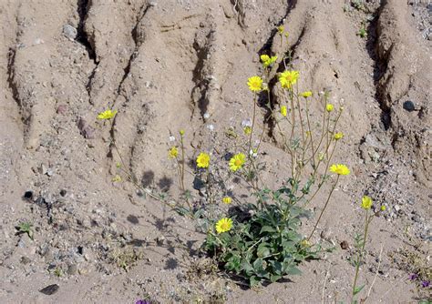 Desert Sunflower Geraea Canescens Photograph By Bob Gibbonsscience