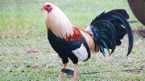 American Game Chicken Breed All You Need To Know Polystead