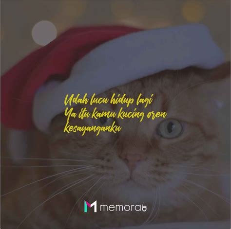 Kata Kata Lucu Kucing Oren Archives Memoraid