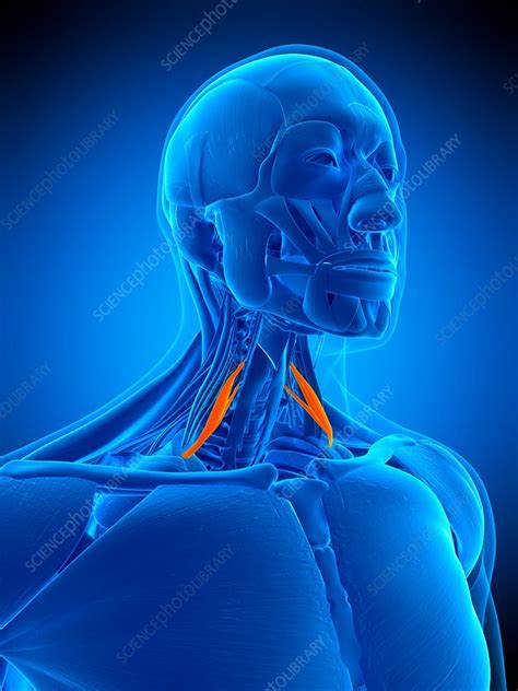 Neck Muscles Illustration Stock Image F0169402 Science Photo
