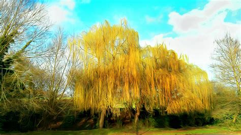 Willow Tree Wallpaper 54 Images