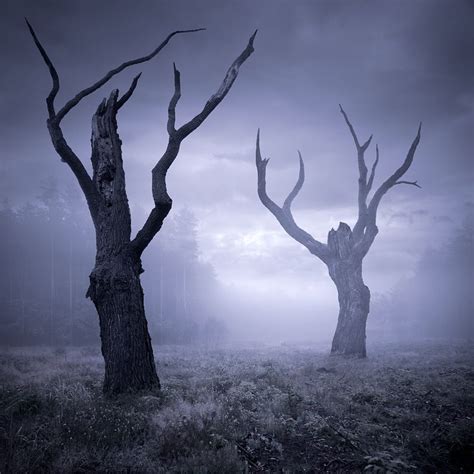 Деревья туманы Scary Trees Creepy Trees Spooky Trees