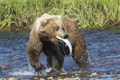 The Classic Alaska Wildlife Images