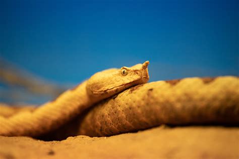 The Horned Viper Or Sand Viper Is A Species Of Snake Of The Viperidae