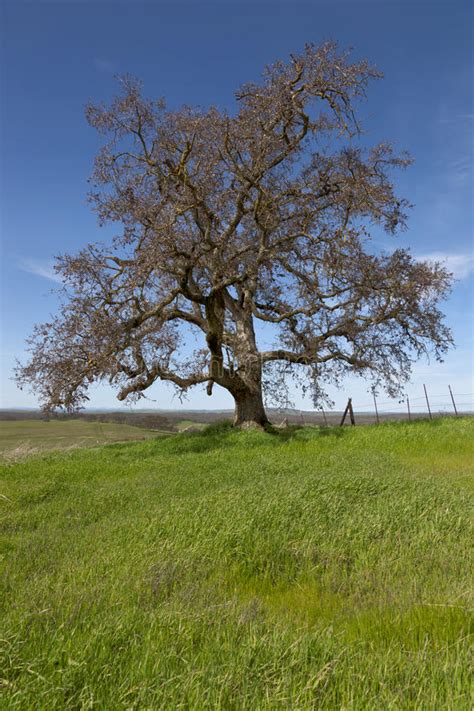 Lone Oak Tree In California Stock Photo Image Of Dead Pasture 12110892