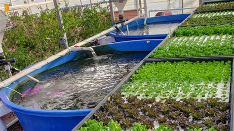 Innovative Nevada Farm Uses Fish And Tomatoes To Grow Each Other