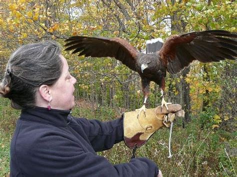 Talons Private Hawk Walk Earlville All You Need To Know Before You Go