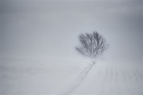 Wallpaper Landscape White Monochrome Snow Branch Frost Wind