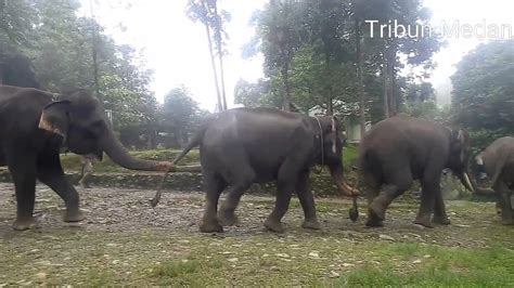 Lihat Gajah Gajah Ini Berjalan Rapi Seperti Paskibra Youtube