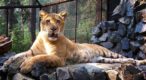Top 10 Best Land Animals