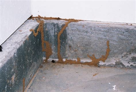 When two drywood termites establish a small nest in wood, they seal the hole they used to enter the wood and. Termite Warning Signs Archives | Massey Services, Inc ...