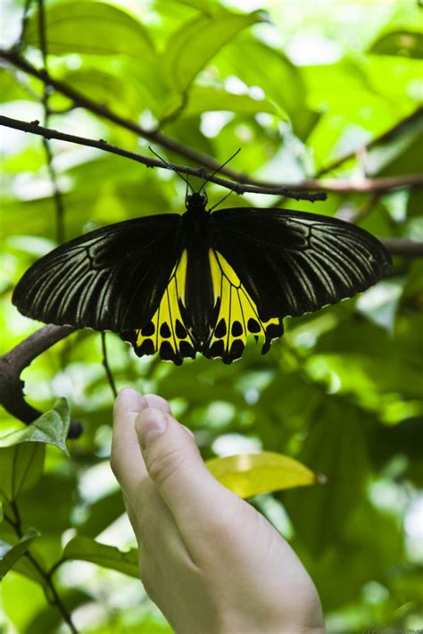 Escape the busy city life of kuala lumpur into this tropical park with beautiful landscapes consisting of flowers, fruit plants, and rare herbs. Butterfly Park in Kuala Lumpur - Malaysia - Blog about ...