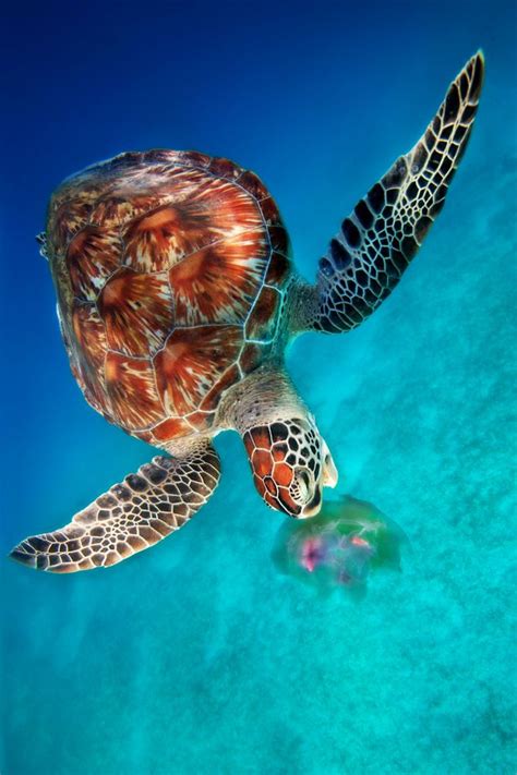 Green Turtle Eating Jellyfish Dimakya Island Philippines Ai Gentel Green Sea Turtle Turtle
