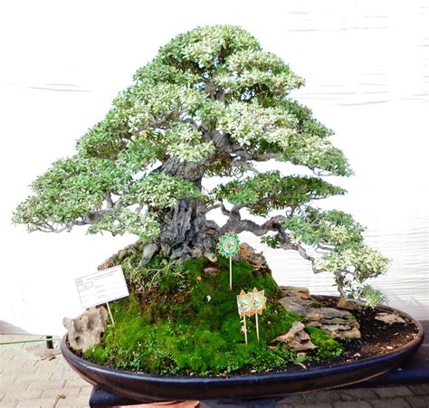Gambar tanaman bonsai dapat saudara dapatkan di web ini. Gambar 10 Terbaik Kontes Bonsai ESGE 2012 | Bonsai Tuban