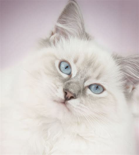 Browse search results for ragdoll pets and animals for sale in mobile, al. Ragdoll | Ingleside Animal Hospital