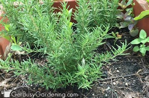 How To Grow Rosemary The Ultimate Guide In 2020 Growing Rosemary