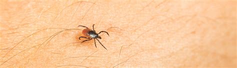 Learn how to identify the common home and business pests, understand them more and find out what you can do to control them. Tick spraying & control Huntington, NY - tick killer ...