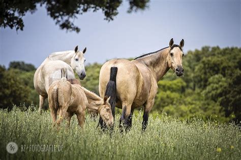 Die pferde werden bereits in spanien vom tierarzt untersucht und haben fast alle eine große aku ( inkl. Spanische Stuten mit ihren Fohlen auf der Weide #PRE # ...