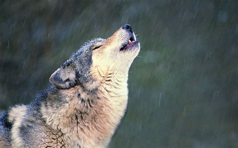 Howling Wolf Amazing Wolves Photo 36809689 Fanpop
