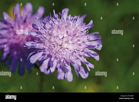 Pincushion Flower Scabiosa Stock Photo Alamy