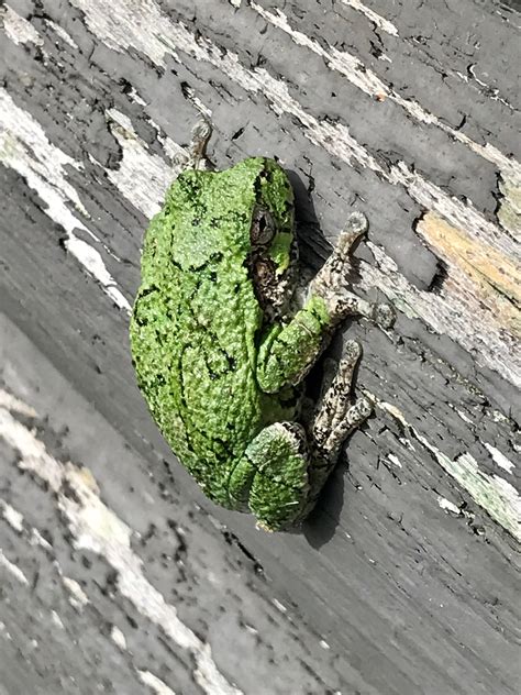 Can Anyone Identify This Frog Found In Northern Michigan Rfrogs