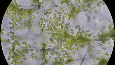 Microscope Chloroplast Cell Micropedia