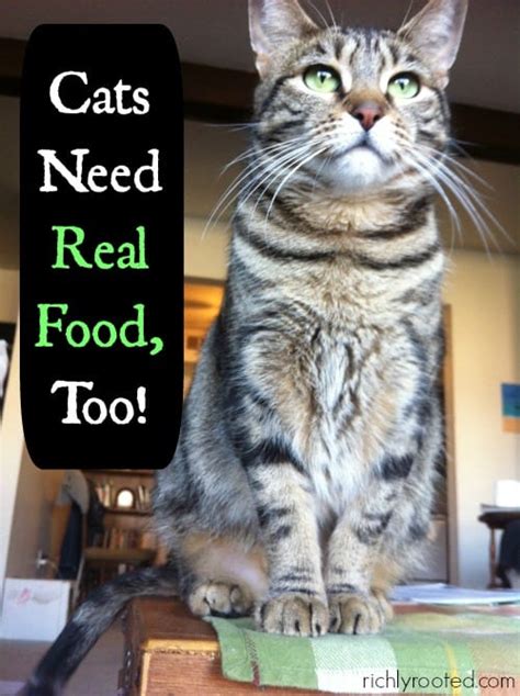 And if you don't, you can start with your pet because it relies on you to do the math and cat food portion control. Cats Need Real Food, Too! - Richly Rooted