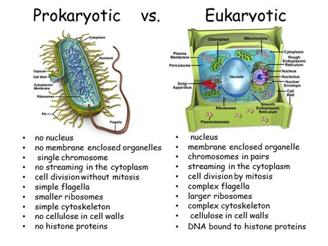 Prokaryotic Vs Eukaryotic Cell Structure Hot Sex Picture