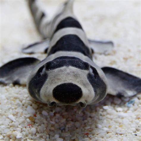 Banded Cat Shark Discover Animals