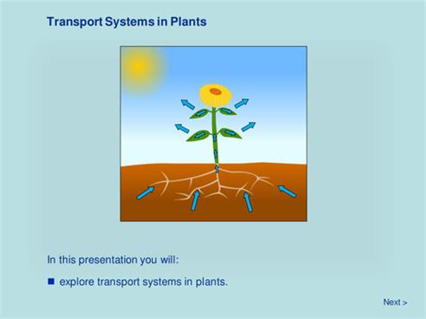 Ks3 Biology Water Transport In Plants By Ganeshbio Teaching