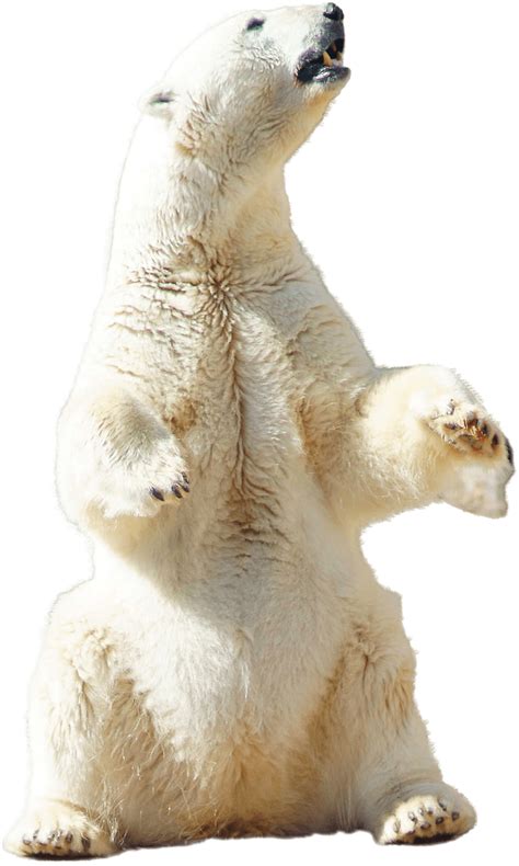 Download Polar Bear Sitting Transparent Png Stickpng