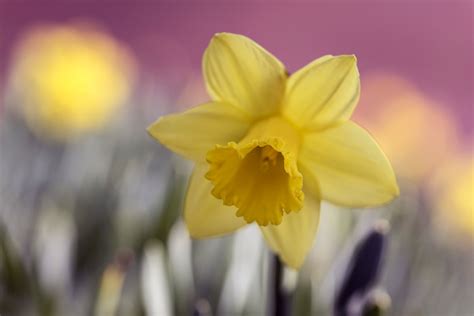 Super Symbolic Daffodil Meanings On Whats Your Sign