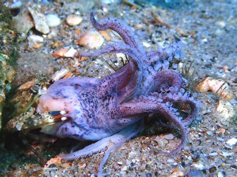 Crab Eating Octopus