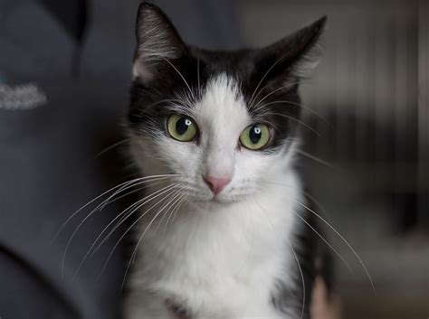 Someone who likes to collect many…. Pet of the Week: Magpie and her friends want to meet you ...