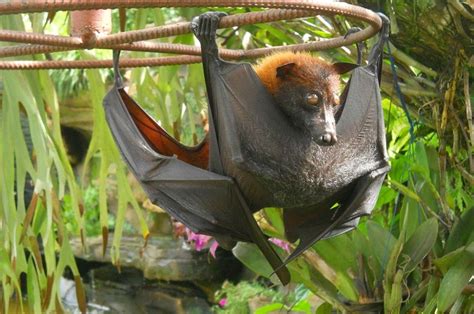 Large Flying Fox Facts Habitat Diet Pictures