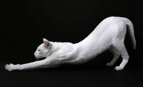 7 Yoga Poses My Cats Made Up Catster