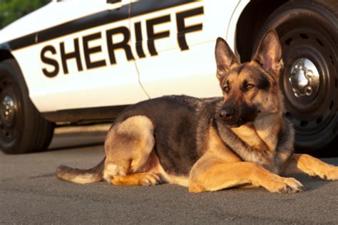 Canine Unit Stock Photo Download Image Now Istock