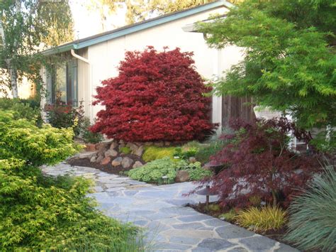 Most japanese maples prefer part shade, but many thrive in full sun. japanese maple frontyard - Google Search | Front yard ...