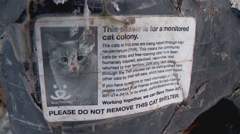 The pictures in this section are reprinted with permission. Feral problem: Utah County has the highest cat euthanasia ...