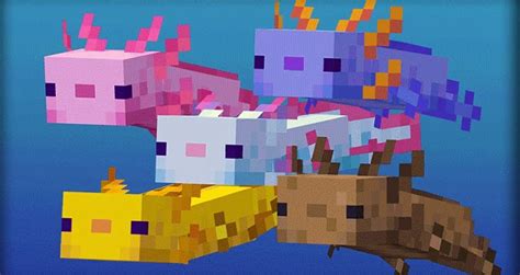 Minecraft Axolotl How To Breed Tame And Find My Otaku World