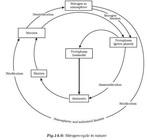 Nutrient Cycles Biogeo Chemical Cycles PMF IAS