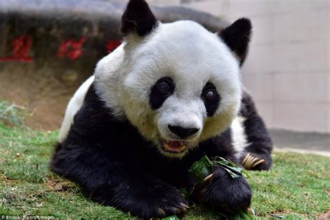 Basi The Worlds Oldest Panda Turns 37 Years Old Daily Mail Online