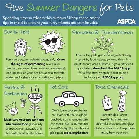 Infographic Summer Pet Safety Tips