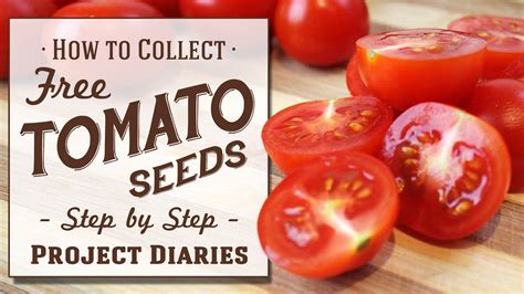 How To Collect Free Tomato Seeds A Complete Step By Step Guide — Steemit