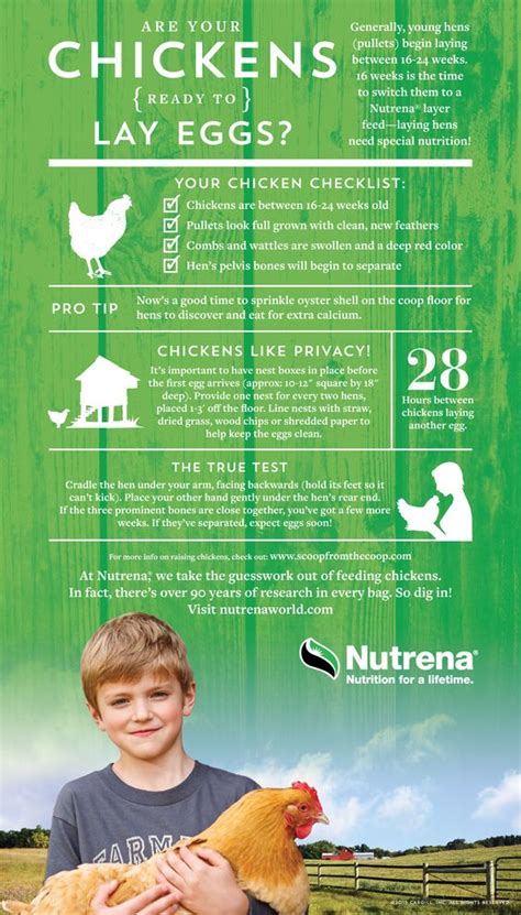 How to keeps eggs fresh for an year with isinglass. How To Make Hens Lay More Eggs In The Summer | Survivopedia