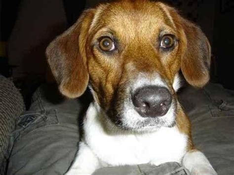 Basschshund Basset Hound Dachshund Mix Info Puppies